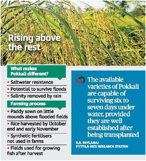 Pokkali Farming